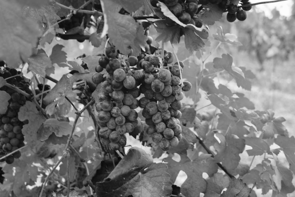 Azienda Agricola Garoglio Davide Alfiano Natta Екстер'єр фото