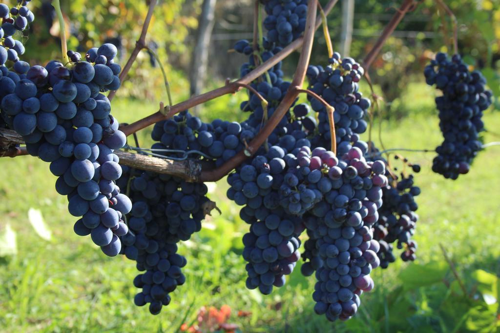 Azienda Agricola Garoglio Davide Alfiano Natta Екстер'єр фото