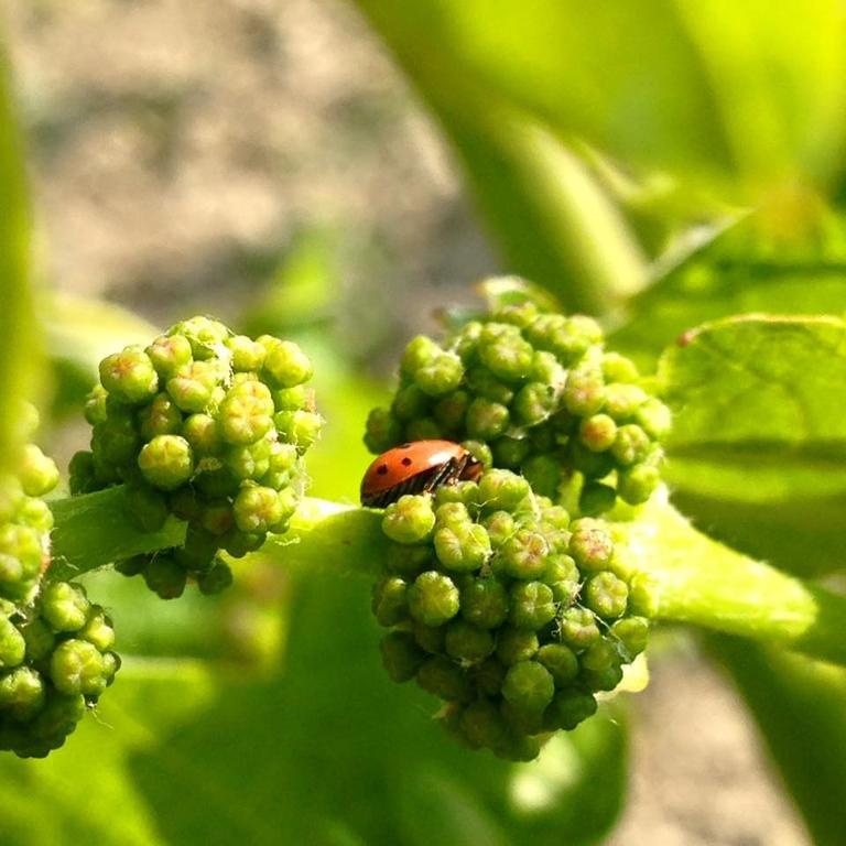 Azienda Agricola Garoglio Davide Alfiano Natta Екстер'єр фото